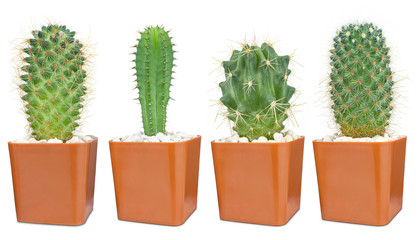 Cactus isolated on white background, Lovely green cactus in brown pot, closeup cacti for decoration.