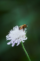 A bumblebee in the summer on a flower in the garden