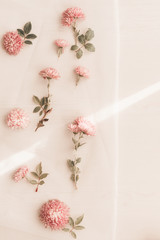 Pink flower on a background.