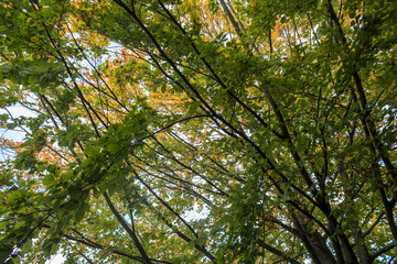 Äste und Zweige. Laubbäume im Herbst, Oktober 2017