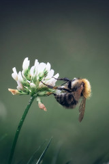 A bumblebee in the summer on a flower in the garden