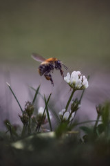 A bumblebee in the summer on a flower in the garden