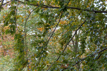 Äste und Zweige. Laubbäume im Herbst, Oktober 2017