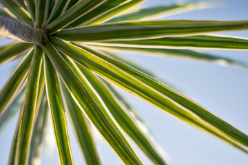 detail leaf of palm tree in a tropical island