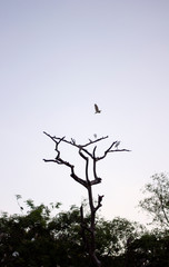 silhouette of bird flying above branches of dry tree at dusk