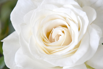 Fototapeta na wymiar closeup detail of white blooming bloom rose flower