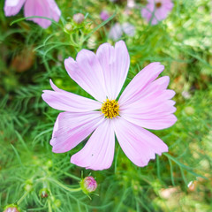 Fototapeta premium beautiful pink cosmos flower in garden