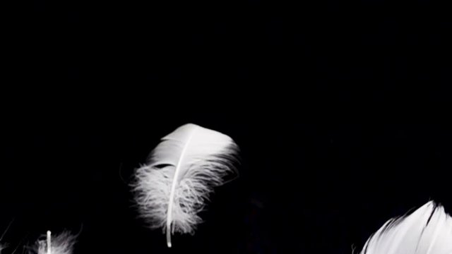 White feather dropped on a black background. Slow motion.