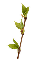 Spring twig of tree with first leaves isolate