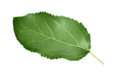 Green leaf on white background