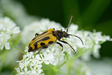 beetle on white flower, macro