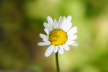 camomile in the forest close-up
