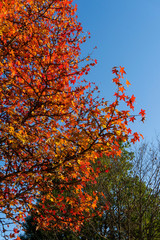 赤くなったモミジバフウ(Liquidambar styraciflua)／楓に似た葉