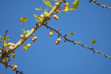 青空を背景に実が付いた銀杏の木／Ginkgo fruit