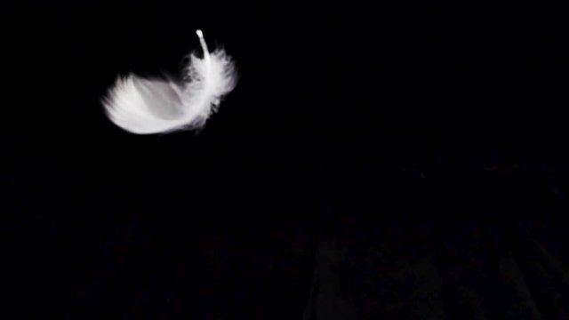 White feather dropped on a black background. Slow motion.