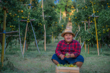 The boy is using his hands with scissors to cut branches and ripe oranges into a wooden basket in organic farming, orange fruit farm and organic fruit farming ideas.