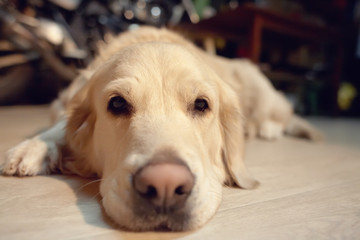 Labrador retriever dog lying on the floor