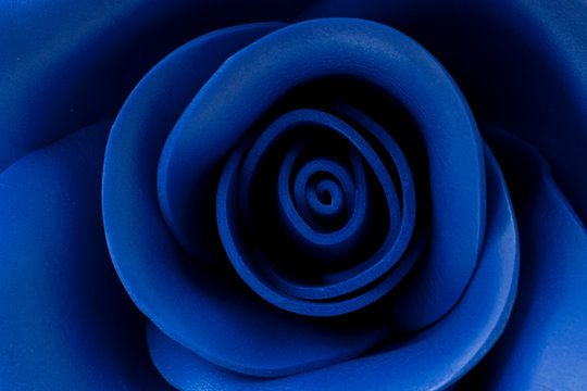 Blue rose close-up, classic blue background, toned, soft focus,blur.