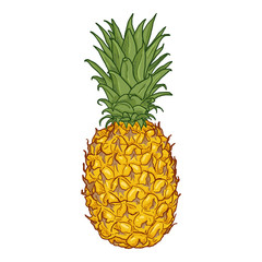 Vector Cartoon Whole Pineapple