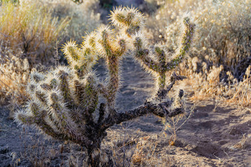 Yoshua Tree Nationalpark