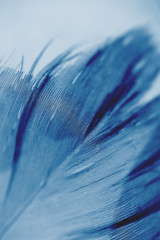 Close-up blue feather detail. Concept of tenderness, macro. Color of the year 2020.
