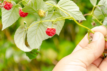 red raspberry berries on a green background in summer in Siberia