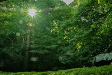 京都　お寺　寺　紅葉　光明寺　寺社仏閣　写真素材　リフレクション　写経　お茶室
