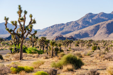 Yoshua Tree Nationalpark