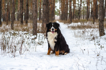 Bernese mountain dog  sitting on a snow in the park/forest on winter
