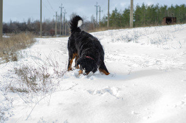 Bernese mountain dog  sitting on a snow in the park/forest on winter