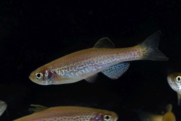 Leopard danio, Danio rerio var frankei