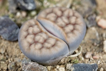 The Living stone plant Lithops karasmontana v lericheana, from the Karasburg area in Namibia, C193 region.