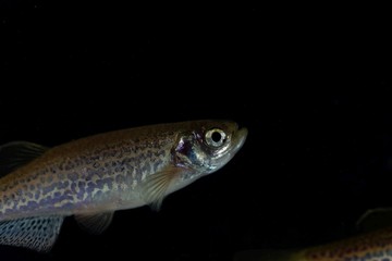 Leopard danio, Danio rerio var frankei