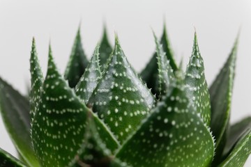 Leaves of the Aloe aristata v cosmo