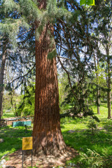 View of the giant redwood, sequioiadendron giganteum, Sofia, Bulgaria.