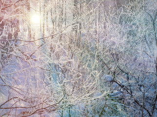 winter forest landscape the evening the sun sets the snow spruce