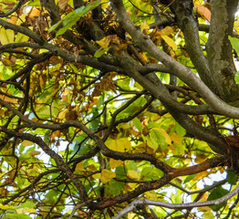 Buchenhecke im Herbst. Oktober 2017