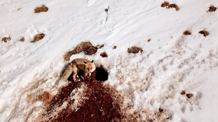 Red fox (Vulpes vulpes) in front of the burrow hole opened by the soil. Winter ski resort in Palandöken, Erzurum