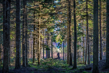Figure in the forest, Hemsted, Kent, England