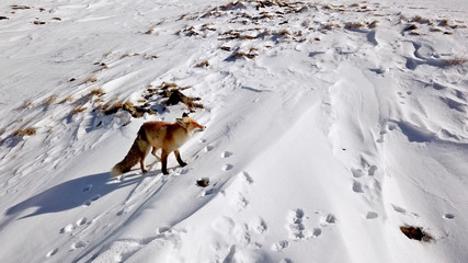 Red Fox (Vulpes vulpes) walks in the snow. Palandoken winter ski resort in Erzurum.