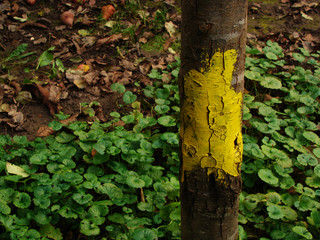 yellow paint