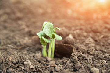 Seedlings in peat pots. The processes of young plants on the background of the earth close-up and...