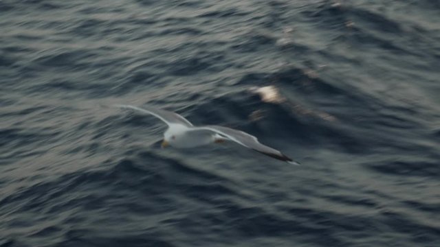 Flying seagull on the sea background. Slow motion tracking video. Sunset