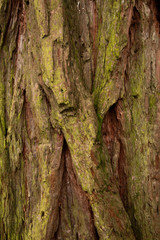 Corteccia albero
