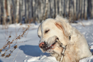 Labrador retriever dog playing in snow in the winter outdoors.