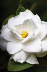 Close up of white Azalea