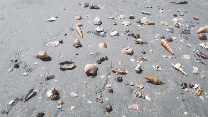 Fototapeta premium Beautiful seashells and mollusks on the beach of the sandy Pacific coast at low tide
