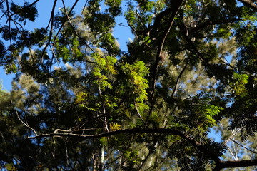 Canopy with sunlit trees and sky