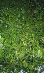 Green leaves tree