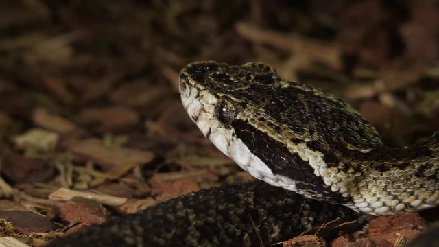 Fer De Lance Viper Snake